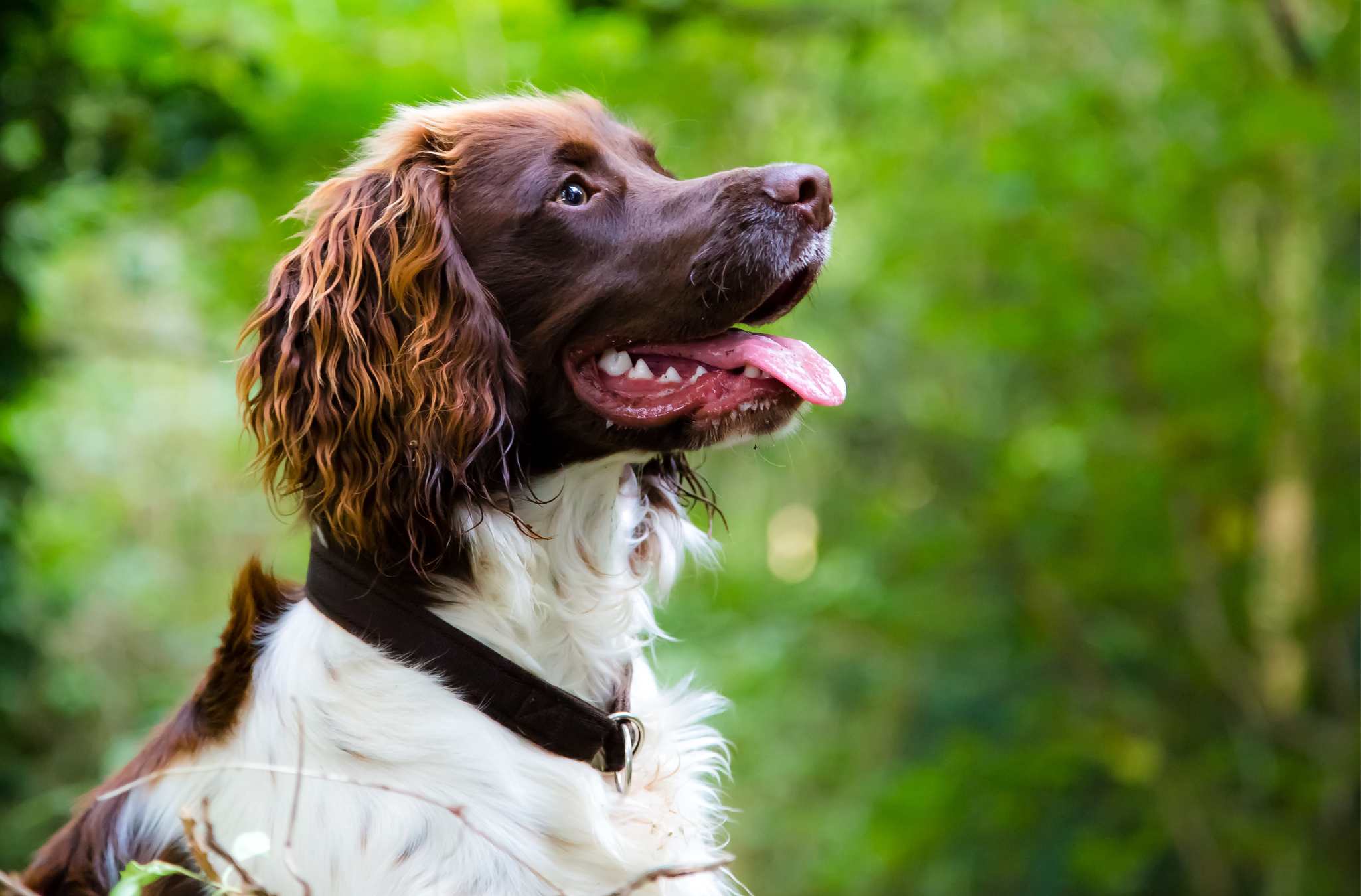 Working gundogs bred for performance at Greengates Gundogs
