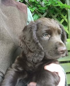 Typical Greengates dog puppy