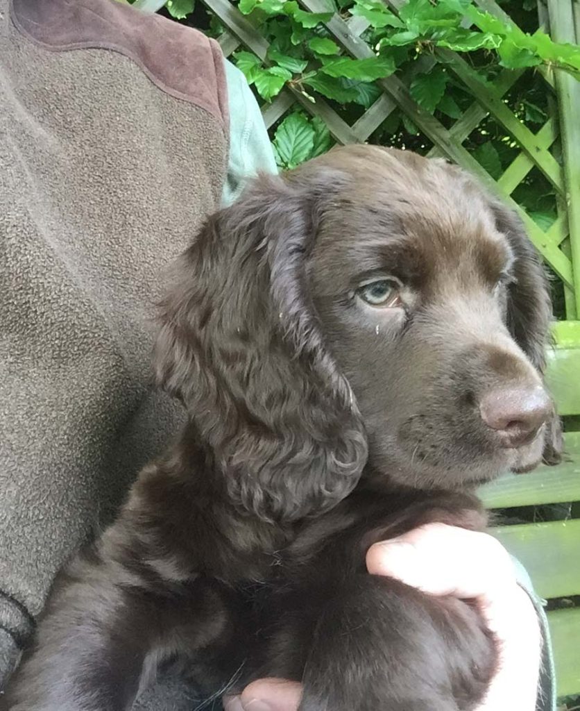Typical Greengates dog puppy