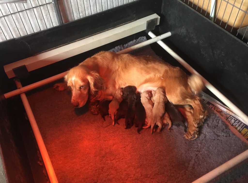 Bubba (FTW & OFTAW Greengates Hurricane) with a litter of nine sired by FTCh Delphaven Domino