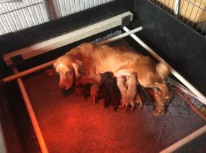 Bubba (FTW & OFTAW Greengates Hurricane) with a litter of nine sired by FTCh Delphaven Domino