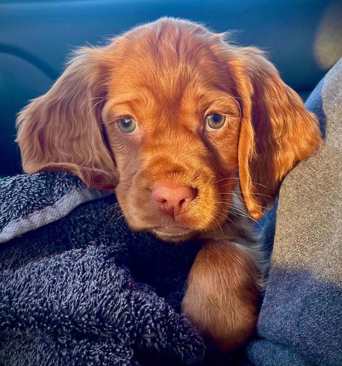 Spaniel Nelly Gundog in Training