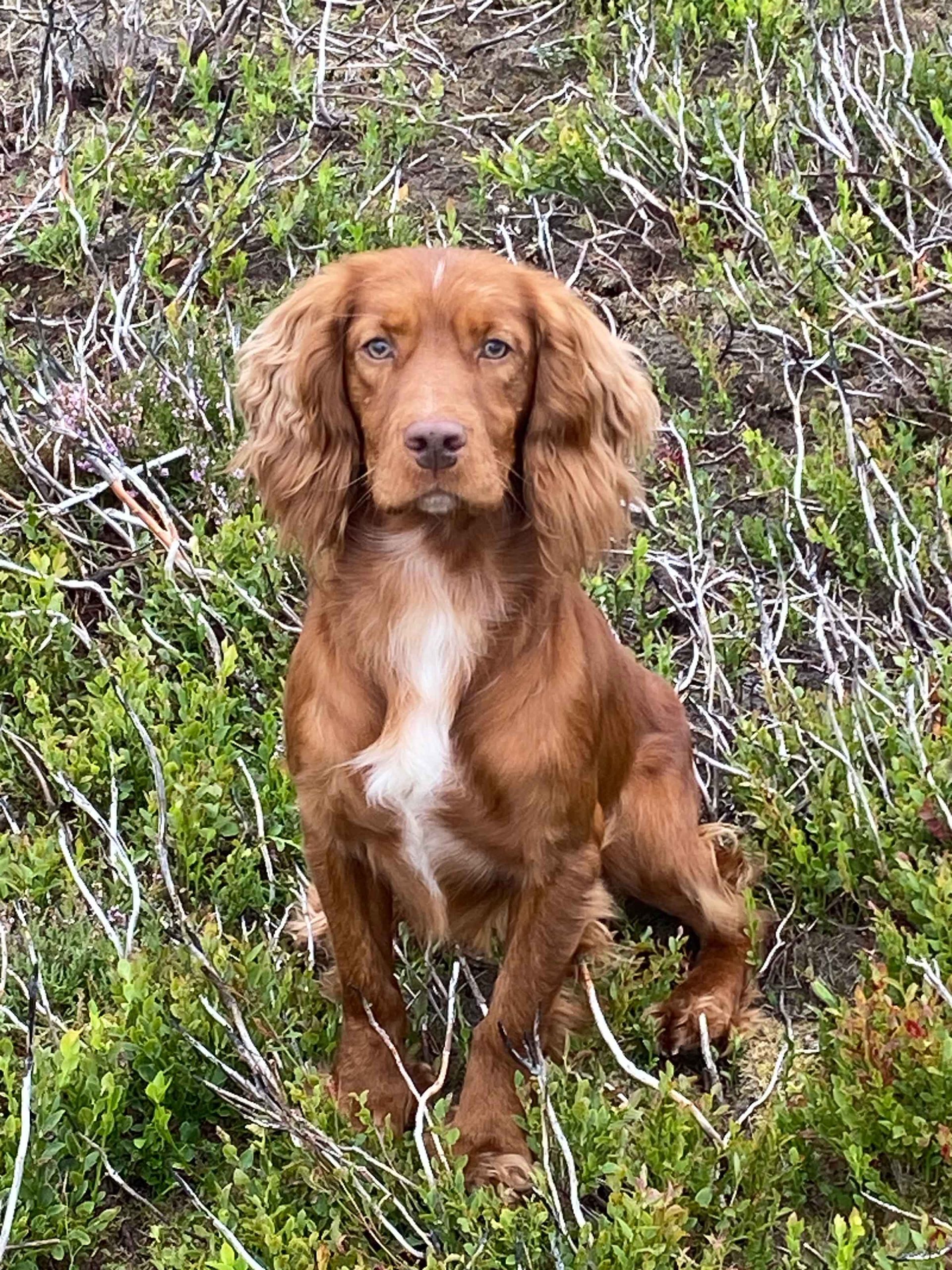 Reggie Working gundog spaniel