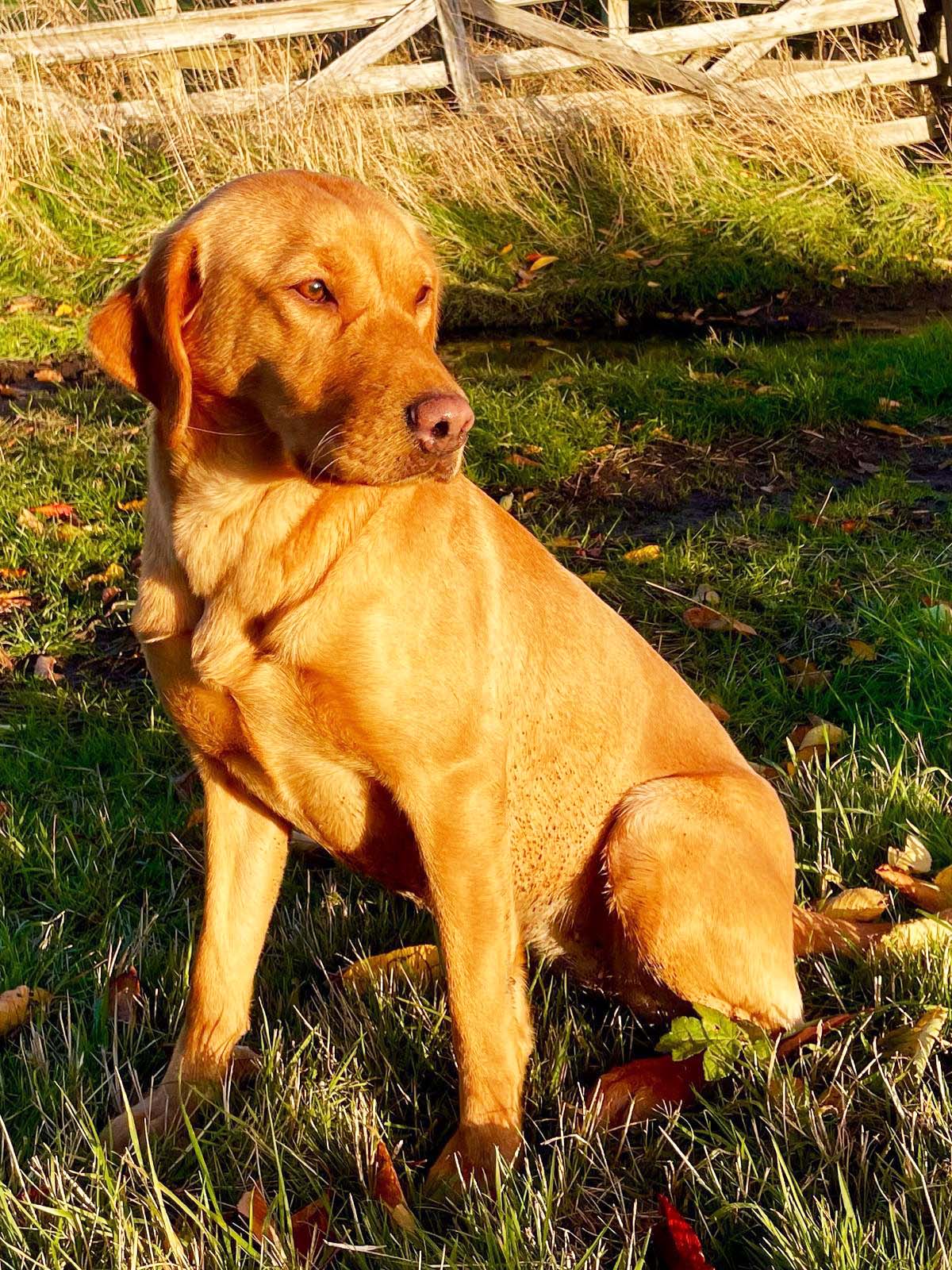 Stella Labrador